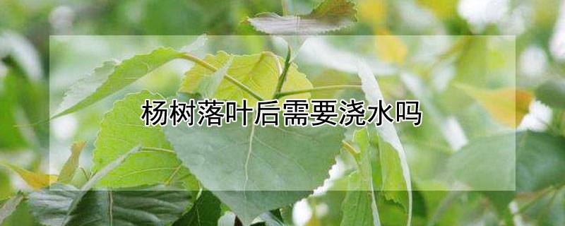 杨树落叶后需要浇水吗