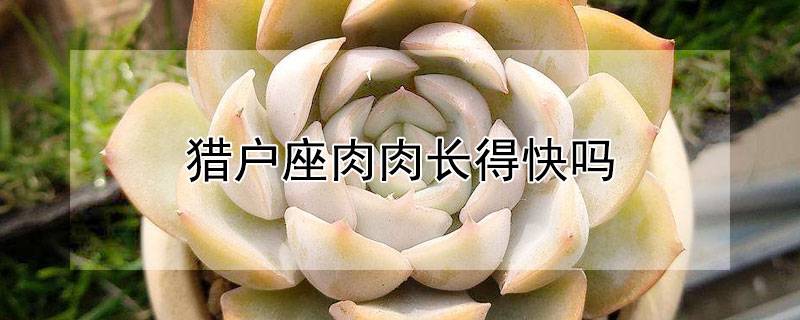 猎户座肉肉长得快吗