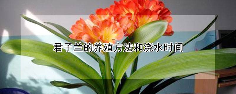 君子兰的养殖方法和浇水时间