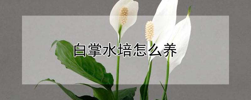 白掌水培怎么养