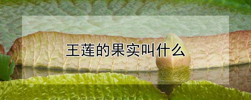 王莲的果实叫什么