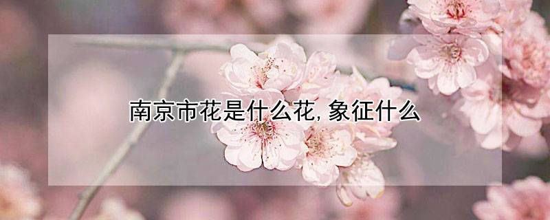 南京市花是什么花,象征什么