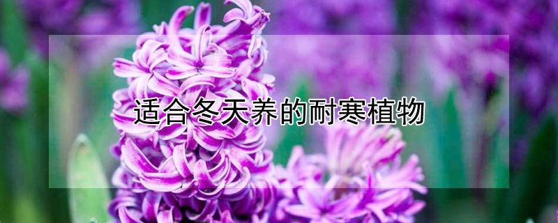 适合冬天养的耐寒植物