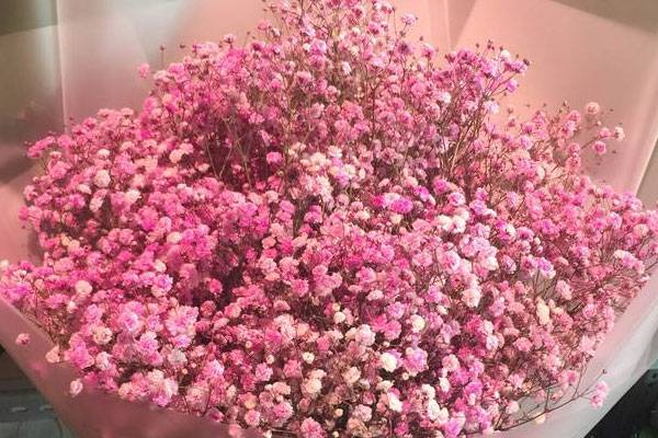 粉色满天星的花语