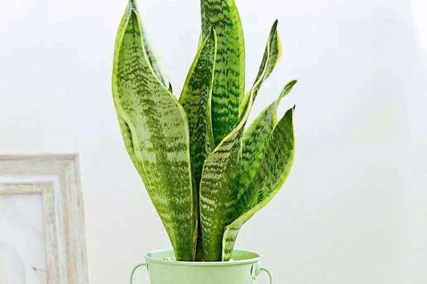 虎皮兰花语