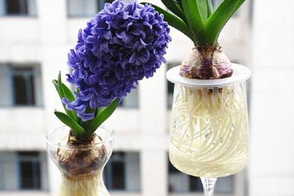 水培风信子花语