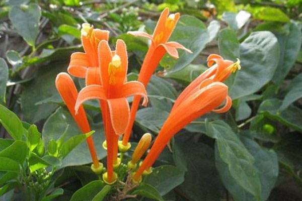 鞭炮花花语