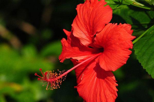 扶桑花的花语