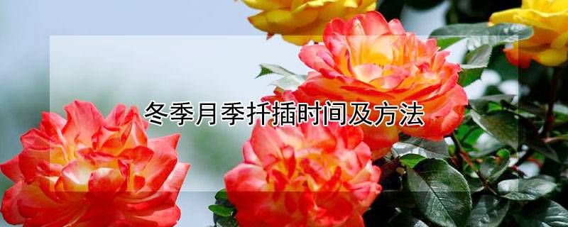 冬季月季扦插时间及方法