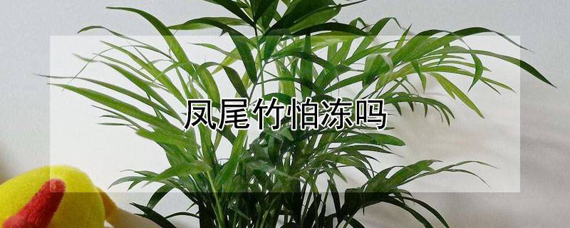 凤尾竹怕冻吗
