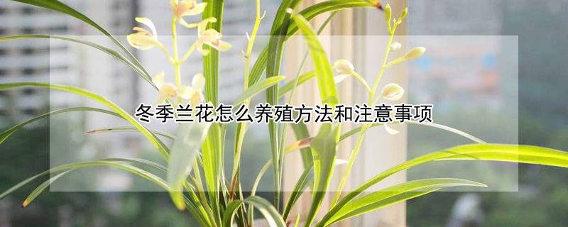 冬季兰花怎么养殖方法和注意事项