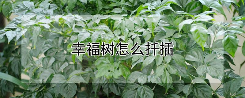 幸福树怎么扦插