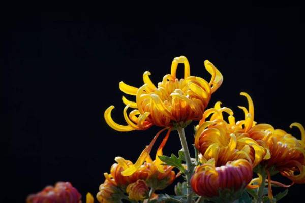 菊花的养殖方法和注意事项