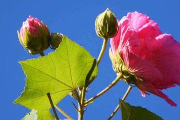 芙蓉花的养殖方法和注意事项