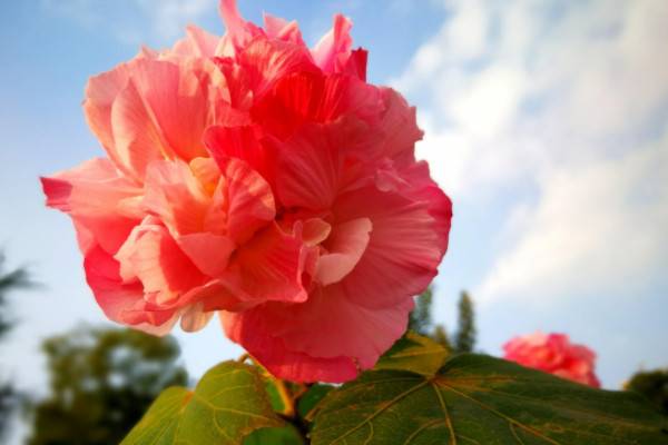 芙蓉花的养殖方法和注意事项