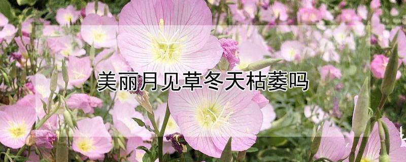 美丽月见草冬天枯萎吗