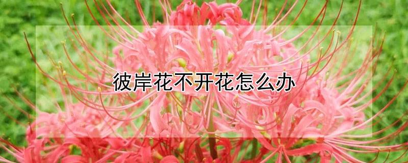 彼岸花不开花怎么办