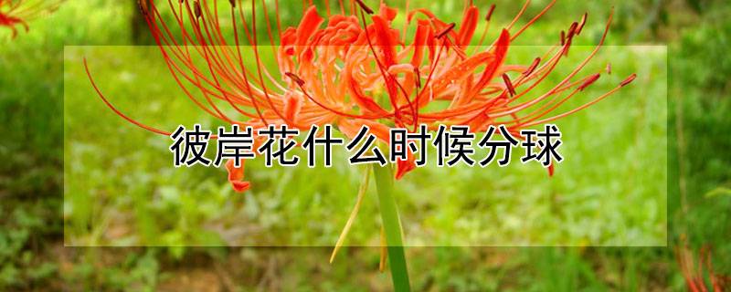 彼岸花什么时候分球