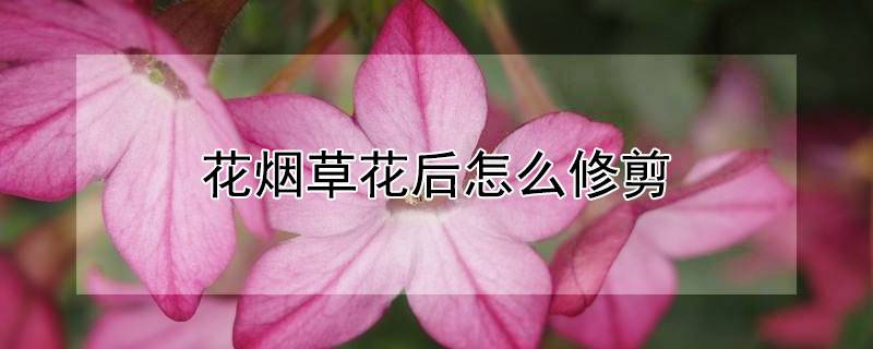 花烟草花后怎么修剪