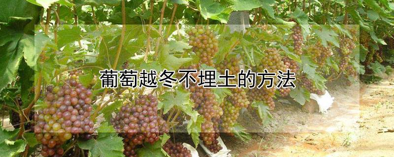 葡萄越冬不埋土的方法
