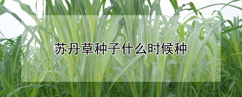苏丹草种子什么时候种