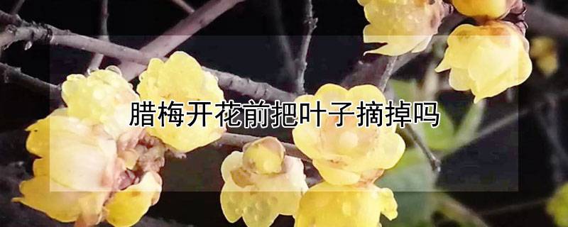 腊梅开花前把叶子摘掉吗