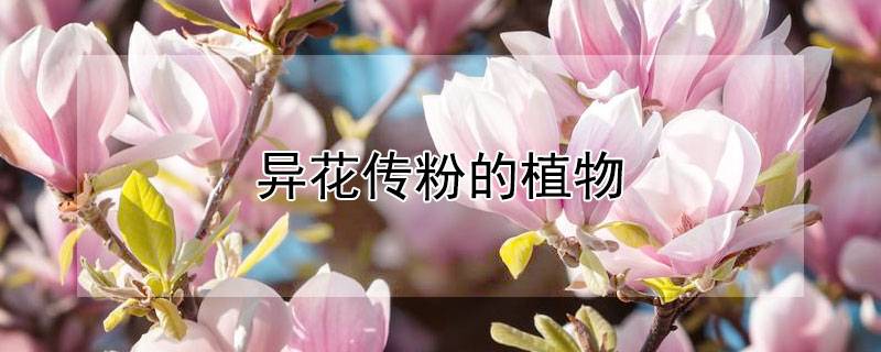 异花传粉的植物
