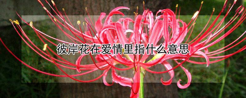 彼岸花在爱情里指什么意思
