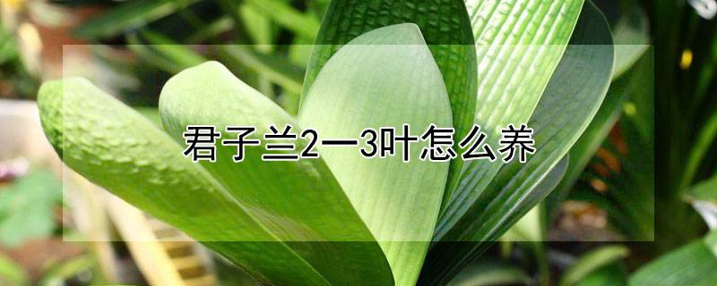 君子兰2一3叶怎么养