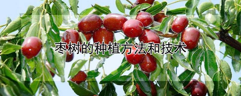 枣树的种植方法和技术