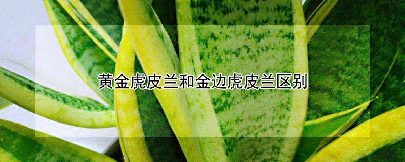 黄金虎皮兰和金边虎皮兰区别