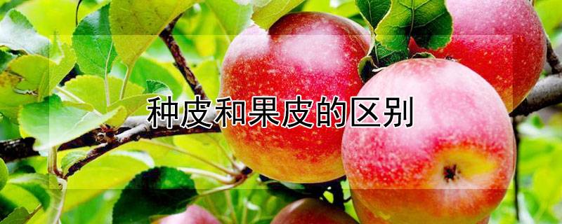 种皮和果皮的区别