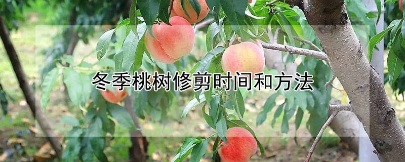 冬季桃树修剪时间和方法