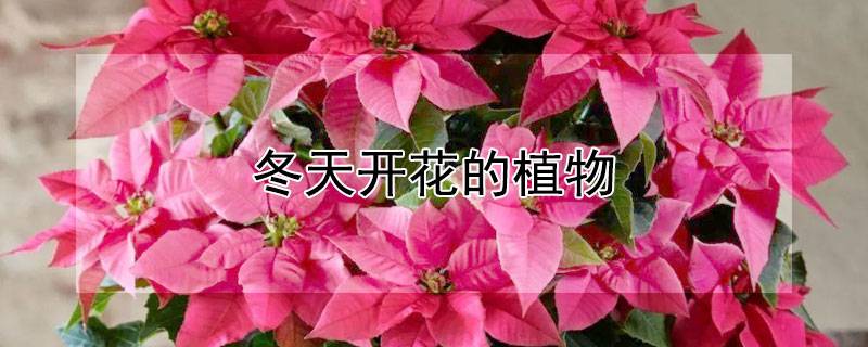 冬天开花的植物