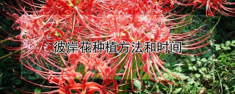 彼岸花种植方法和时间