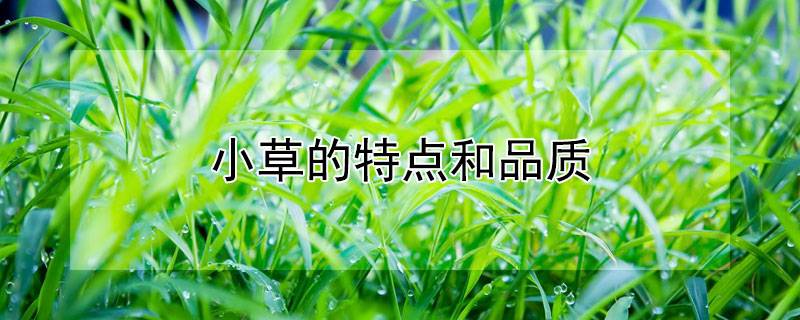小草的特点和品质