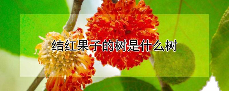 结红果子的树是什么树