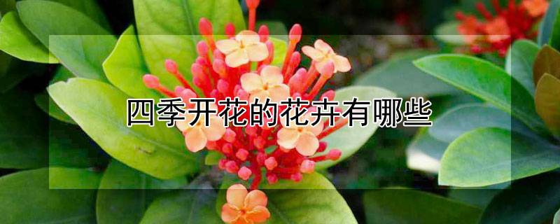 四季开花的花卉有哪些