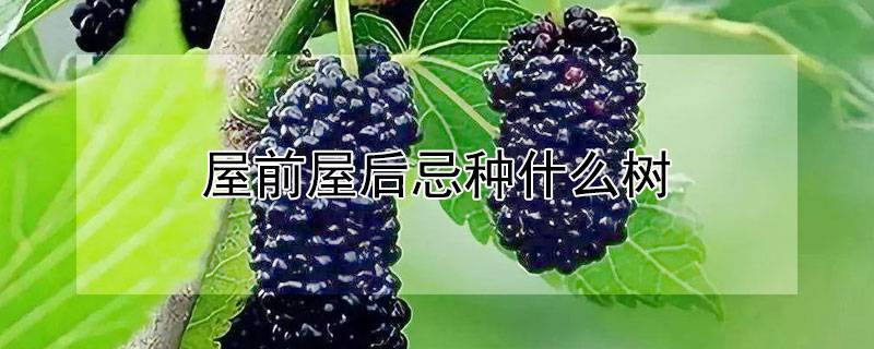 屋前屋后忌种什么树