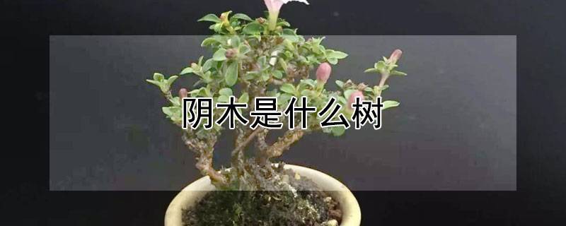 阴木是什么树