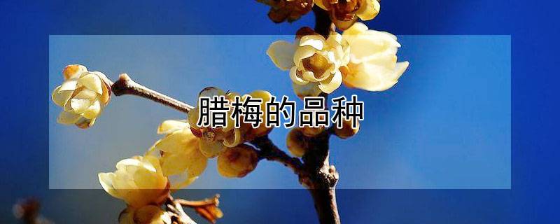 腊梅的品种