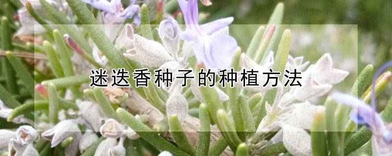 迷迭香种子的种植方法