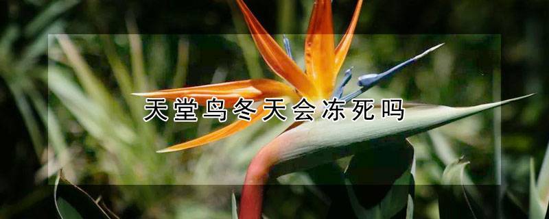 天堂鸟冬天会冻死吗