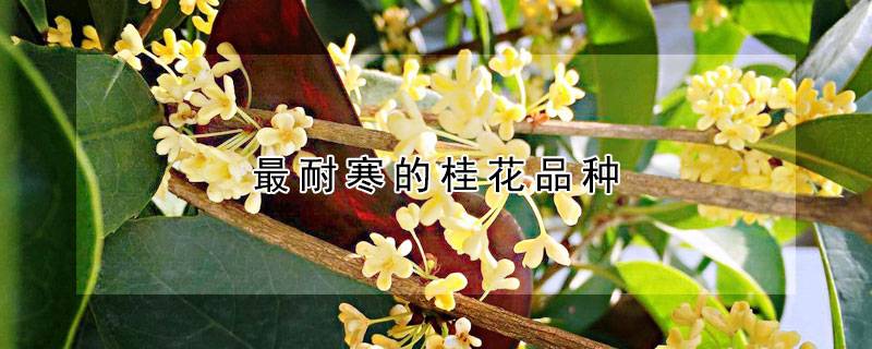 最耐寒的桂花品种