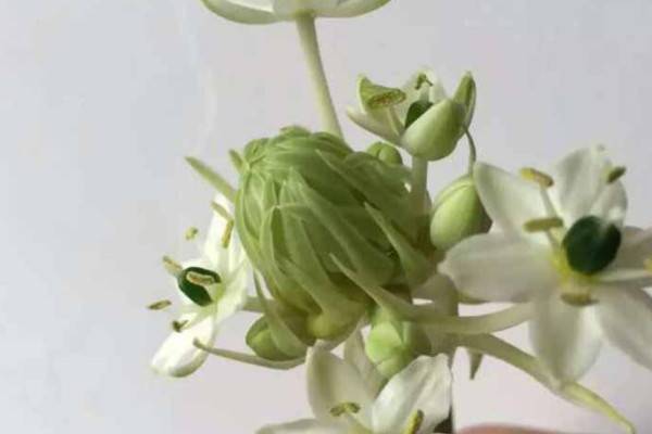 天鹅绒花的养殖方法和注意事项