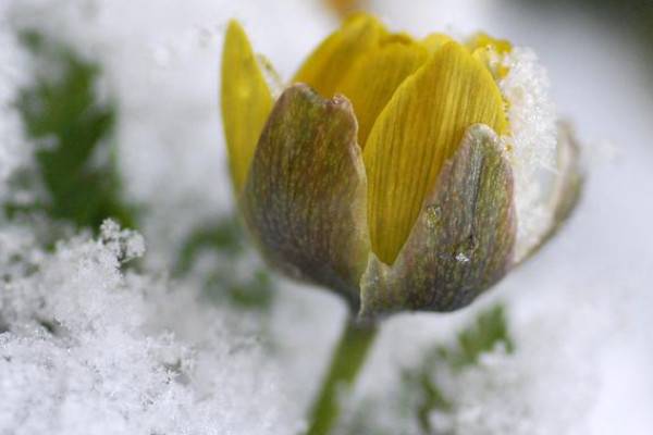冻死的花怎么救活