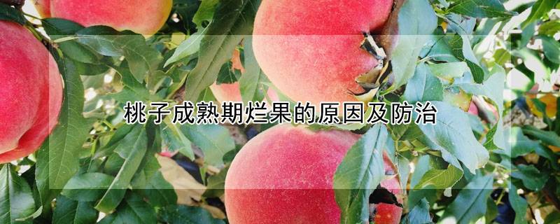 桃子成熟期烂果的原因及防治