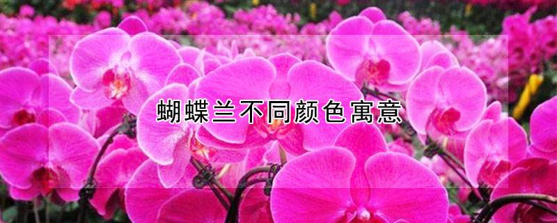 蝴蝶兰不同颜色寓意