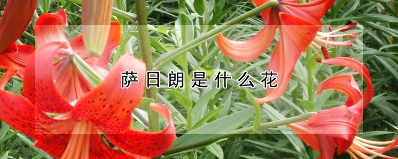 萨日朗是什么花