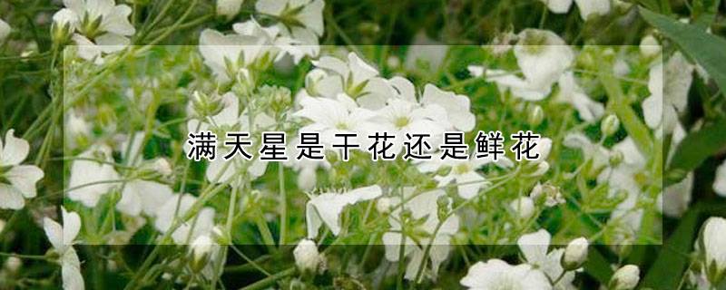 满天星是干花还是鲜花